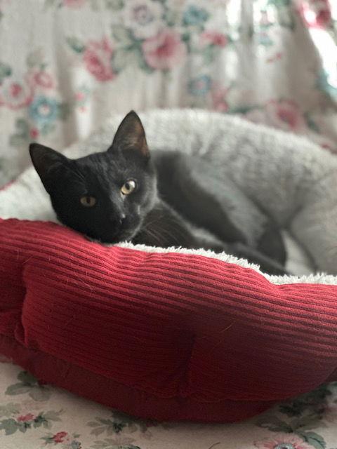 Enlarge Panther (26-002), a Adoptable Domestic Short Hair in Ocean Pines, MD image 2/3