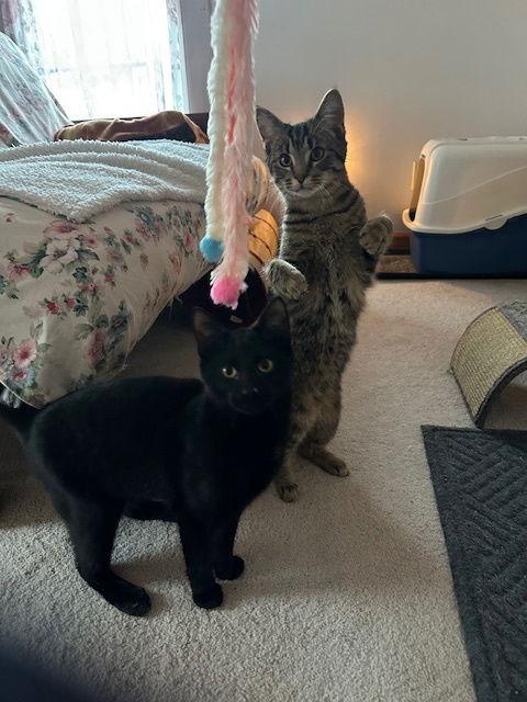 Enlarge Panther (26-002), a Adoptable Domestic Short Hair in Ocean Pines, MD image 3/3