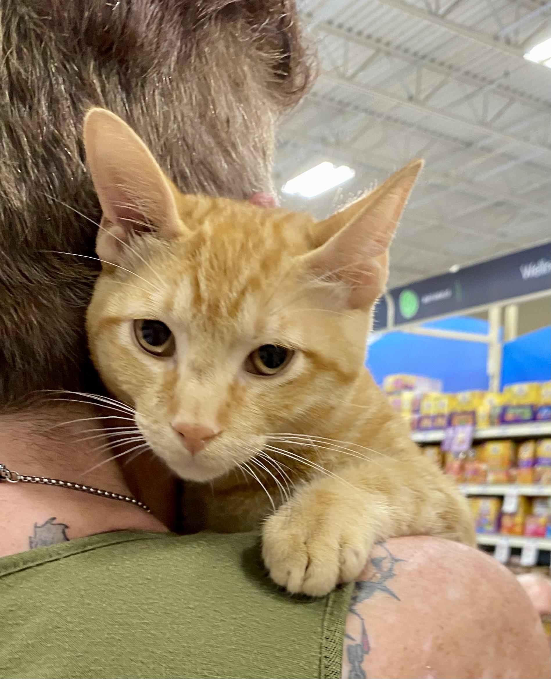 Caesar - North Conroe Petsmart