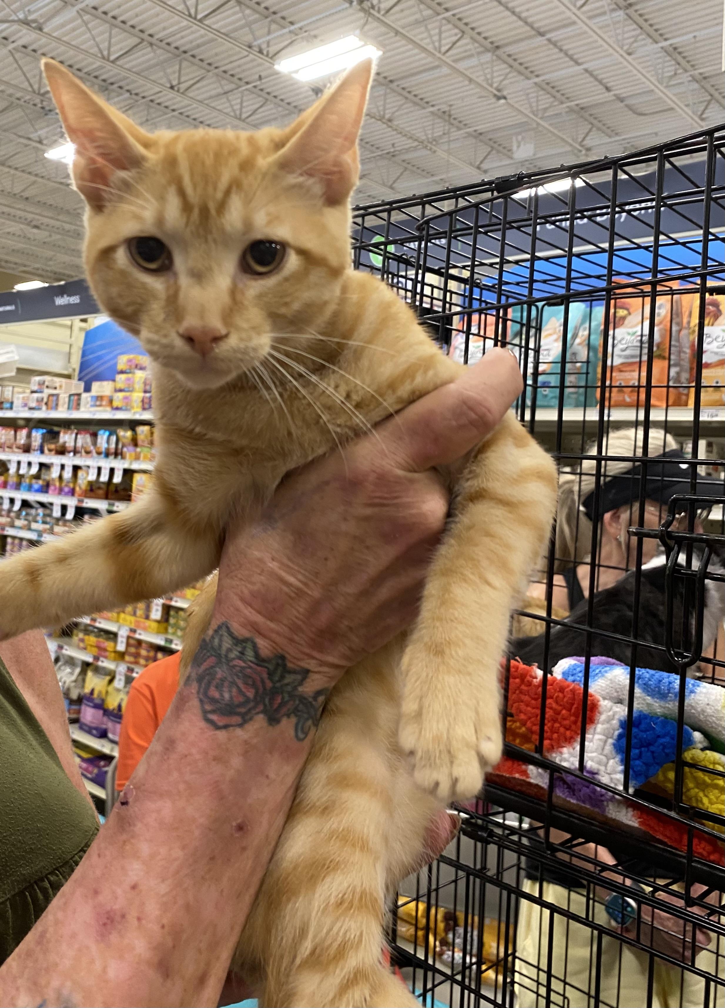 Caesar - North Conroe Petsmart — thumbnail 2