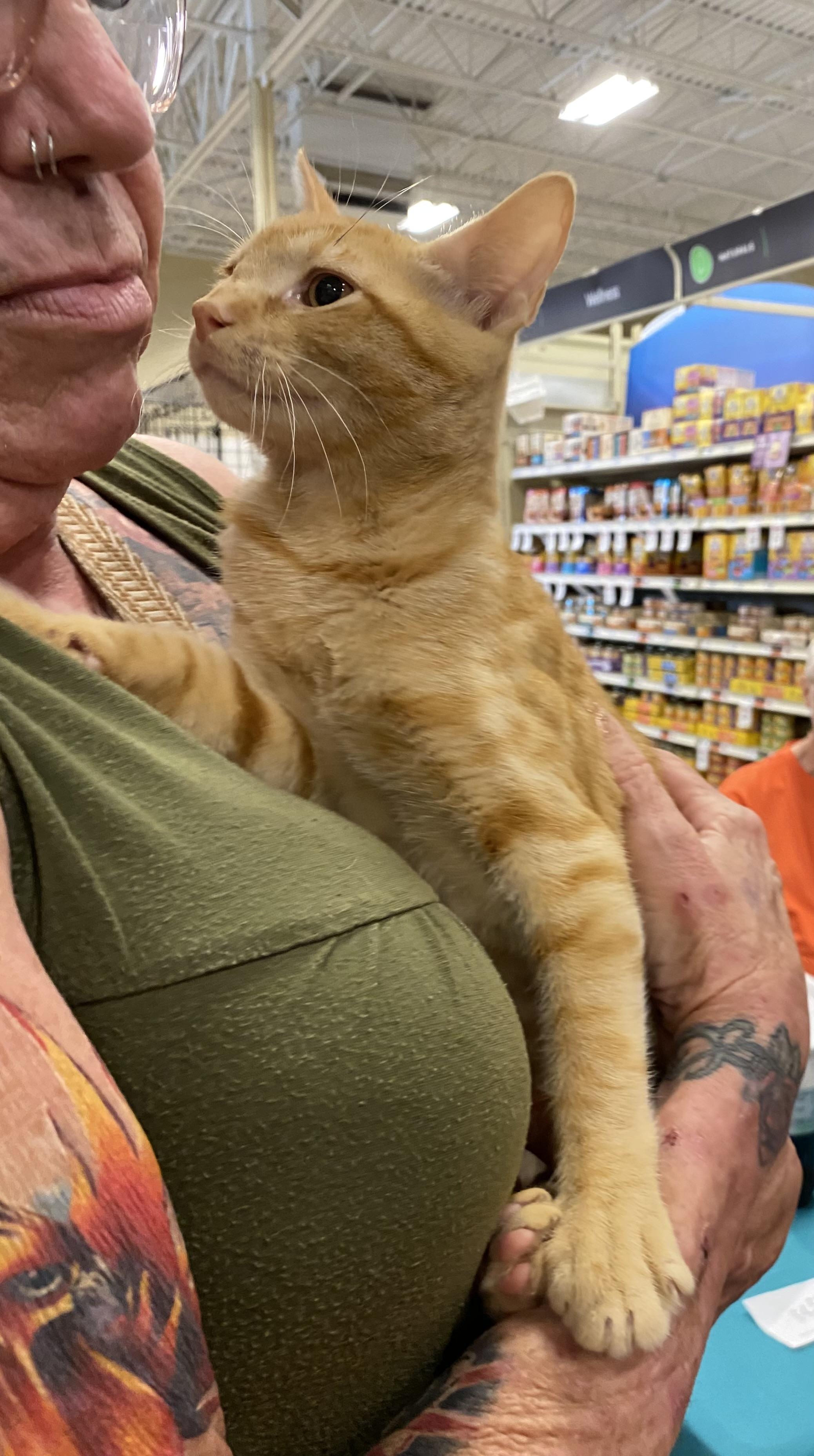 Caesar - North Conroe Petsmart