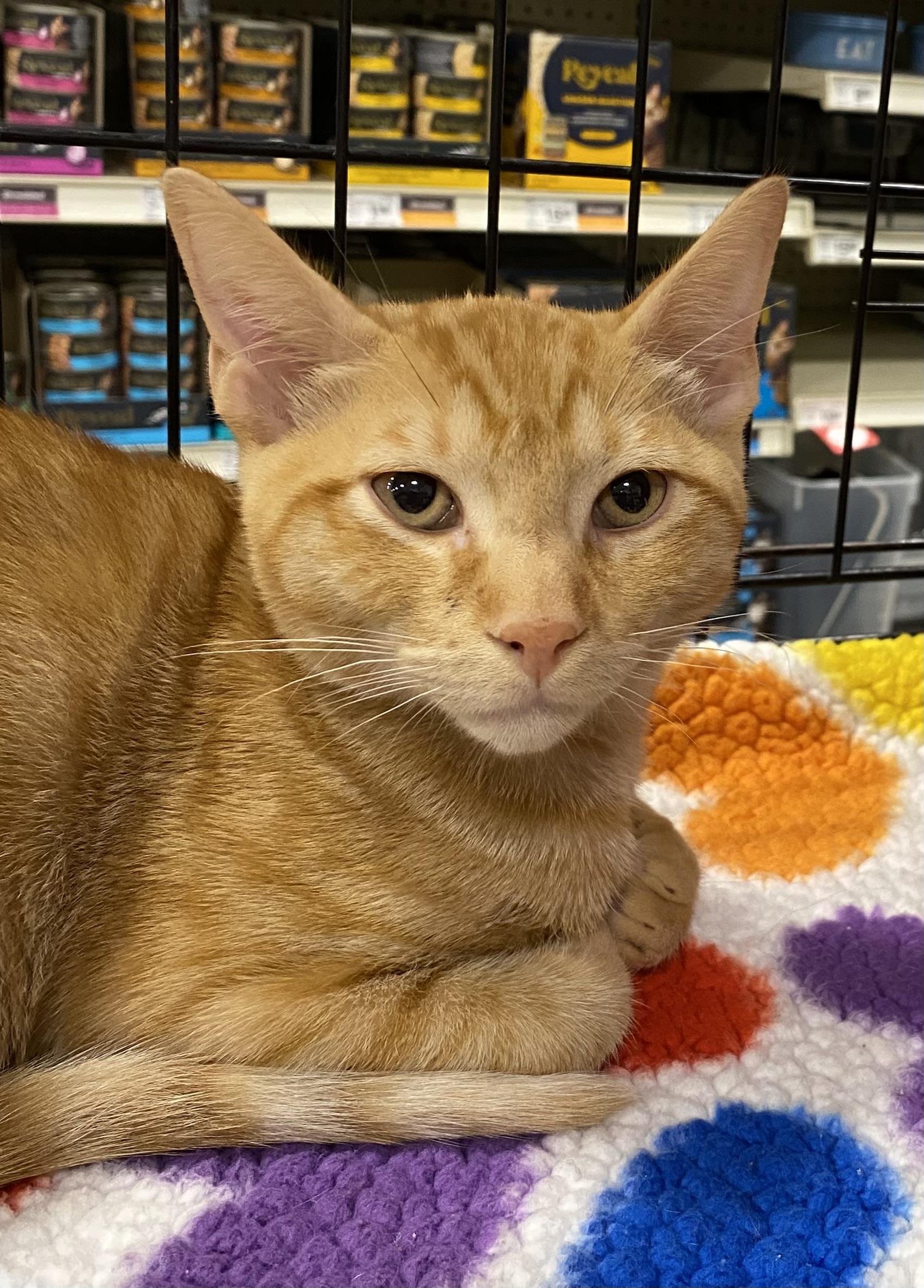 Caesar - North Conroe Petsmart
