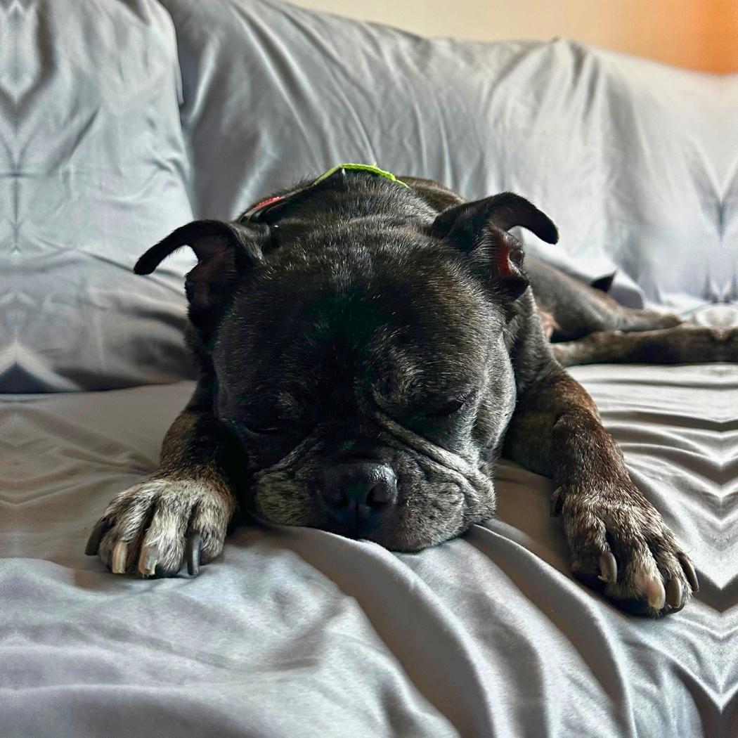 Enlarge Buford, a Adoptable Boston Terrier in Brooklyn, NY image 4/6