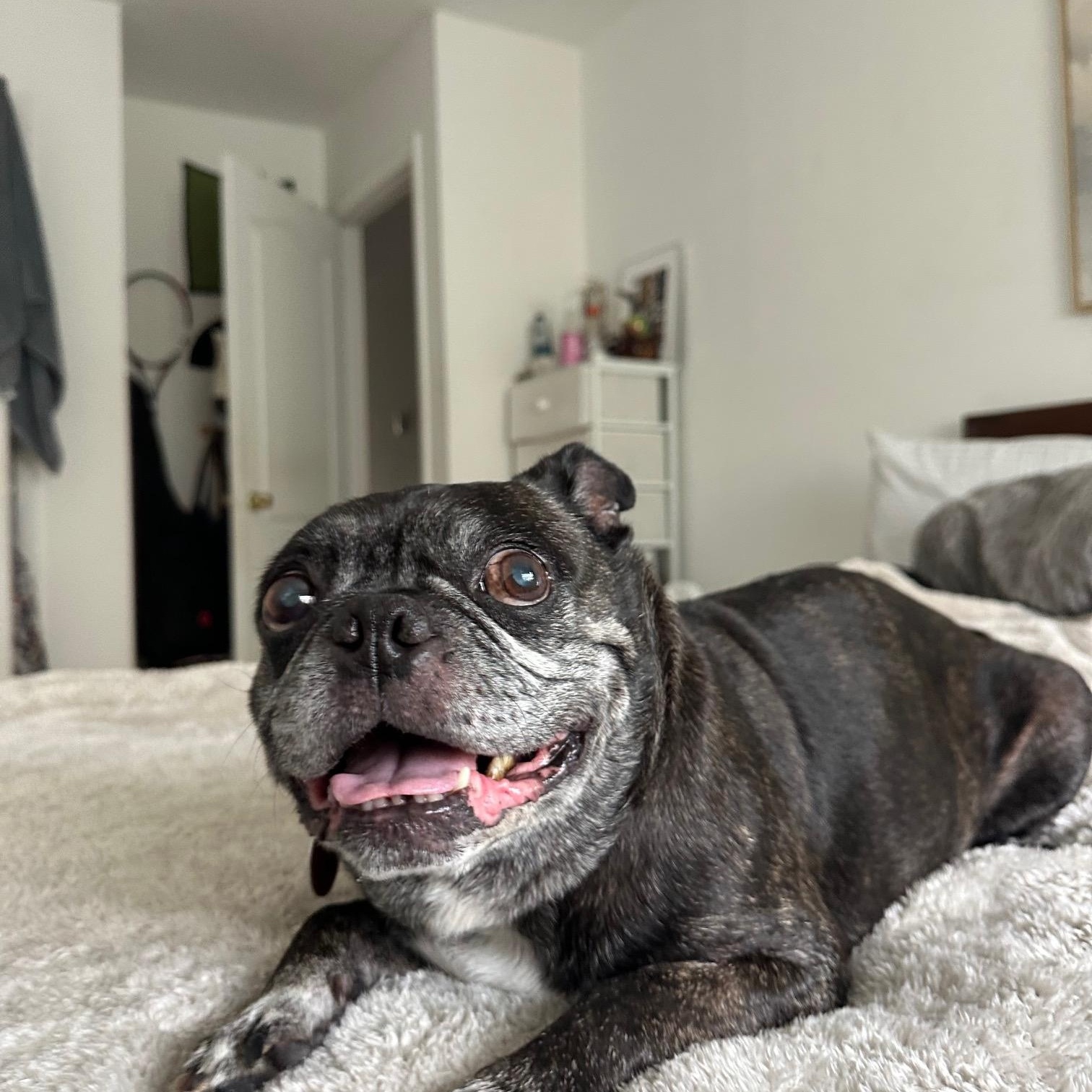 Enlarge Buford, a Adoptable Boston Terrier in Brooklyn, NY image 5/6