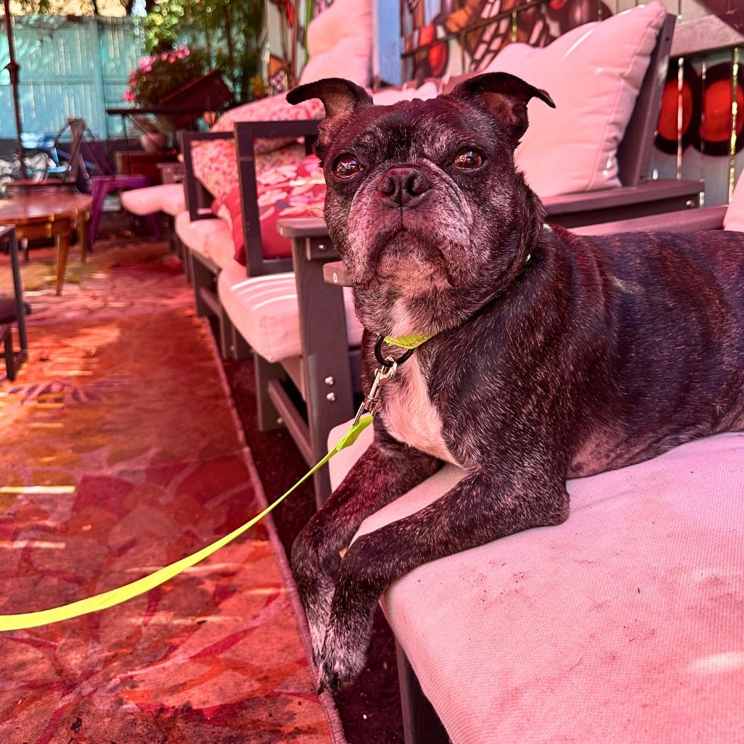 Enlarge Buford, a Adoptable Boston Terrier in Brooklyn, NY image 2/6