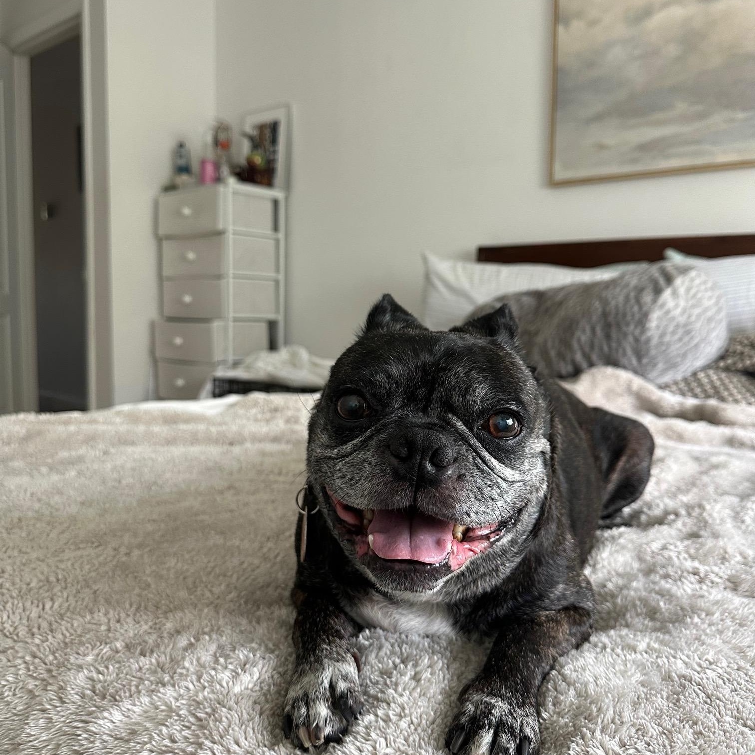 Buford, Adoptable, Senior Male Boston Terrier.