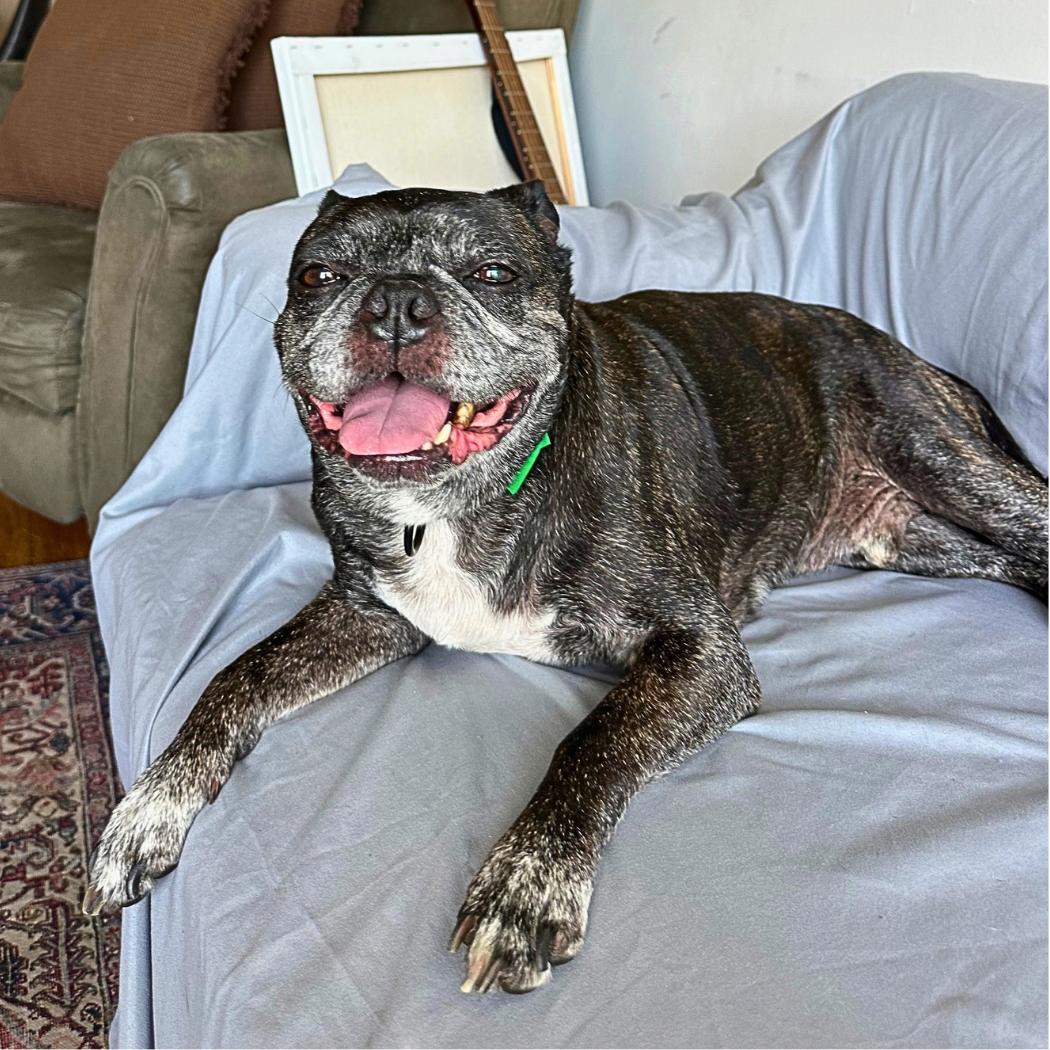 Enlarge Buford, a Adoptable Boston Terrier in Brooklyn, NY image 3/6