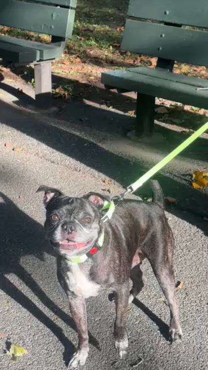 Enlarge Buford, a Adoptable Boston Terrier in Brooklyn, NY video 6/6