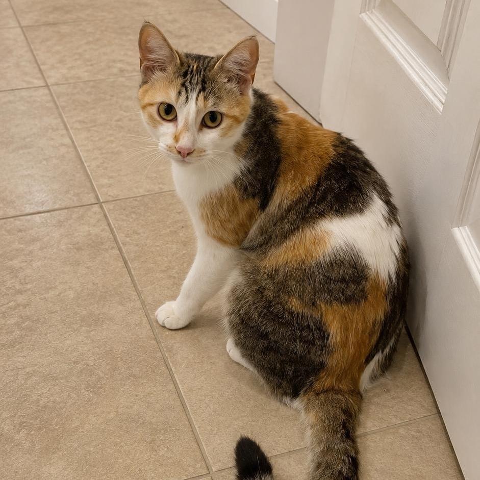 Sunflower, Adoptable, Young Female Domestic Short Hair.