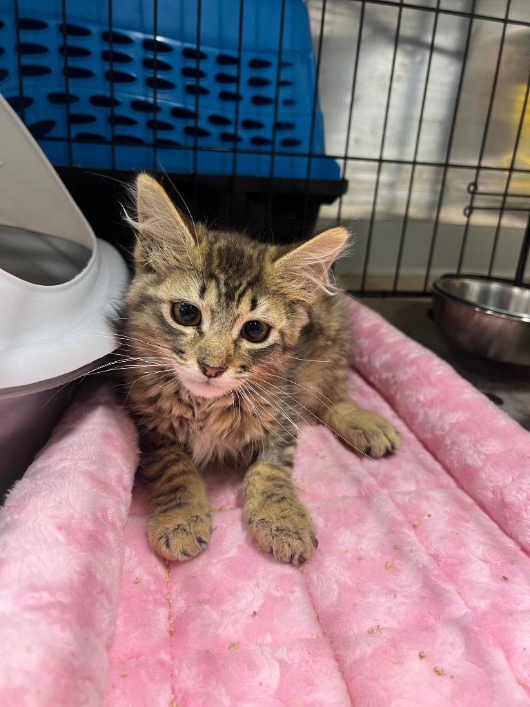 Enlarge Breeze, a Adoptable Domestic Short Hair in Mira Loma, CA image 6/6