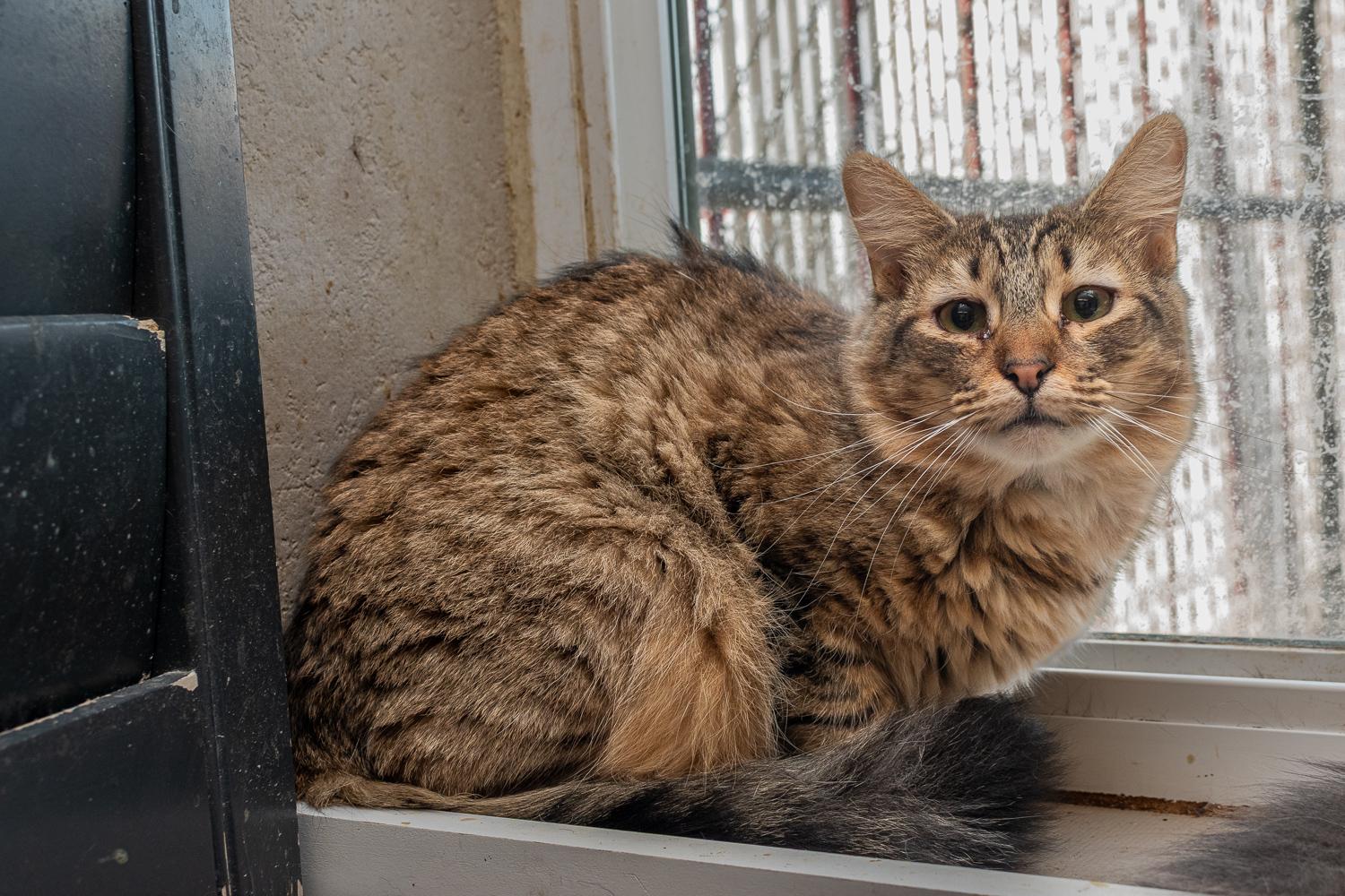 Breeze, Adoptable, Kitten Female Domestic Short Hair.