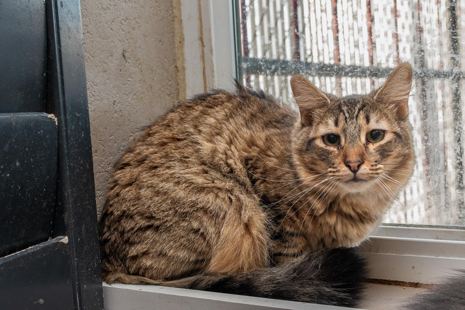 Enlarge Breeze, a Adoptable Domestic Short Hair in Mira Loma, CA image 2/6