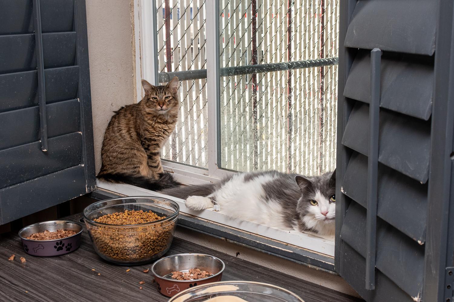 Enlarge Breeze, a Adoptable Domestic Short Hair in Mira Loma, CA image 3/6