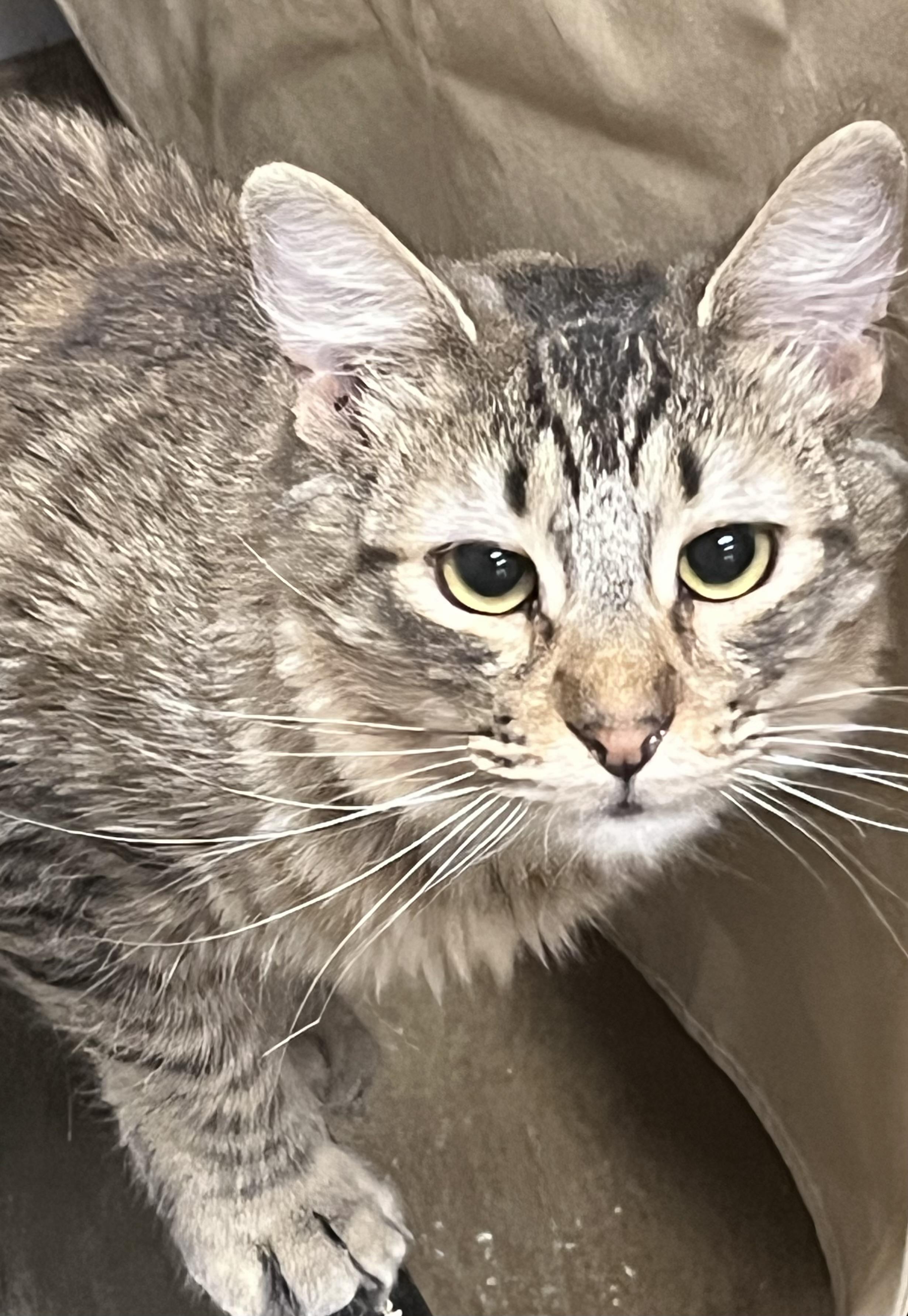 Enlarge Breeze, a Adoptable Domestic Short Hair in Mira Loma, CA image 4/6