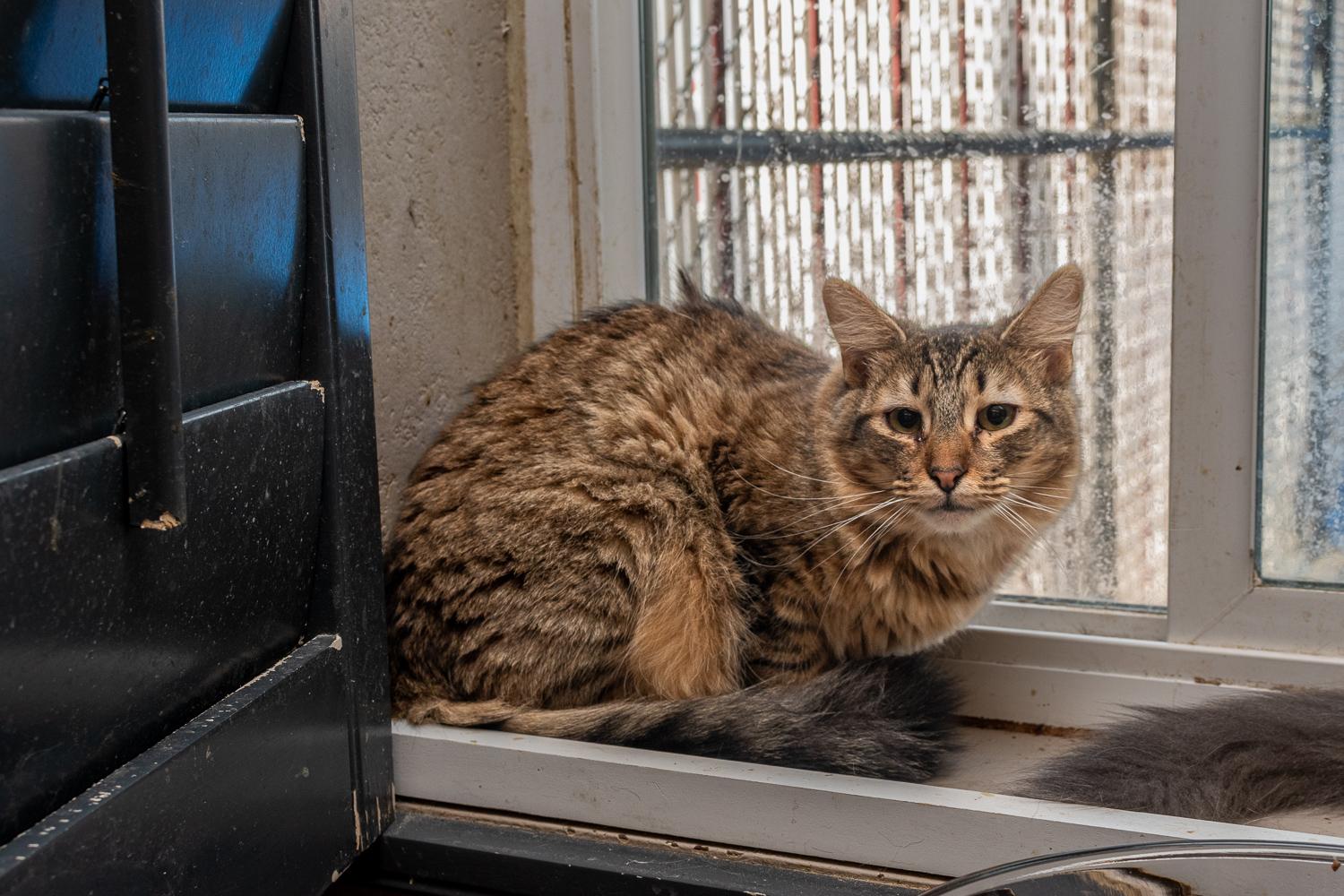 Enlarge Breeze, a Adoptable Domestic Short Hair in Mira Loma, CA image 5/6