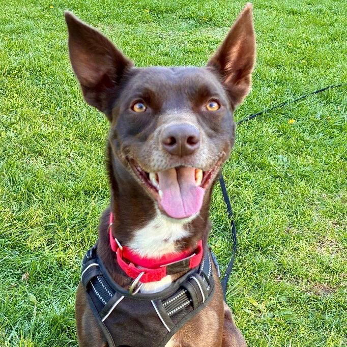 Loki, Adoptable, Adult Male Australian Kelpie & Terrier.