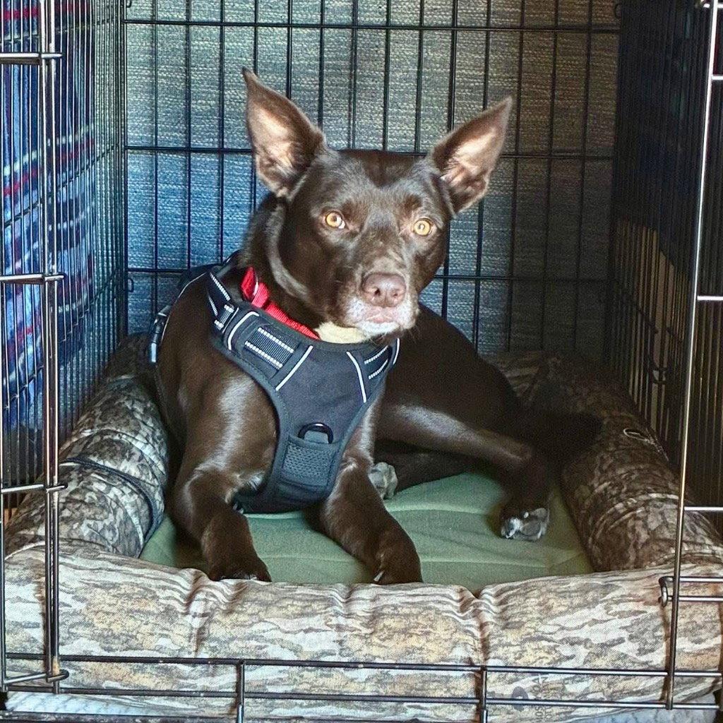 Enlarge Loki, a Adoptable mixed breed in Bloomfield, CT image 2/3