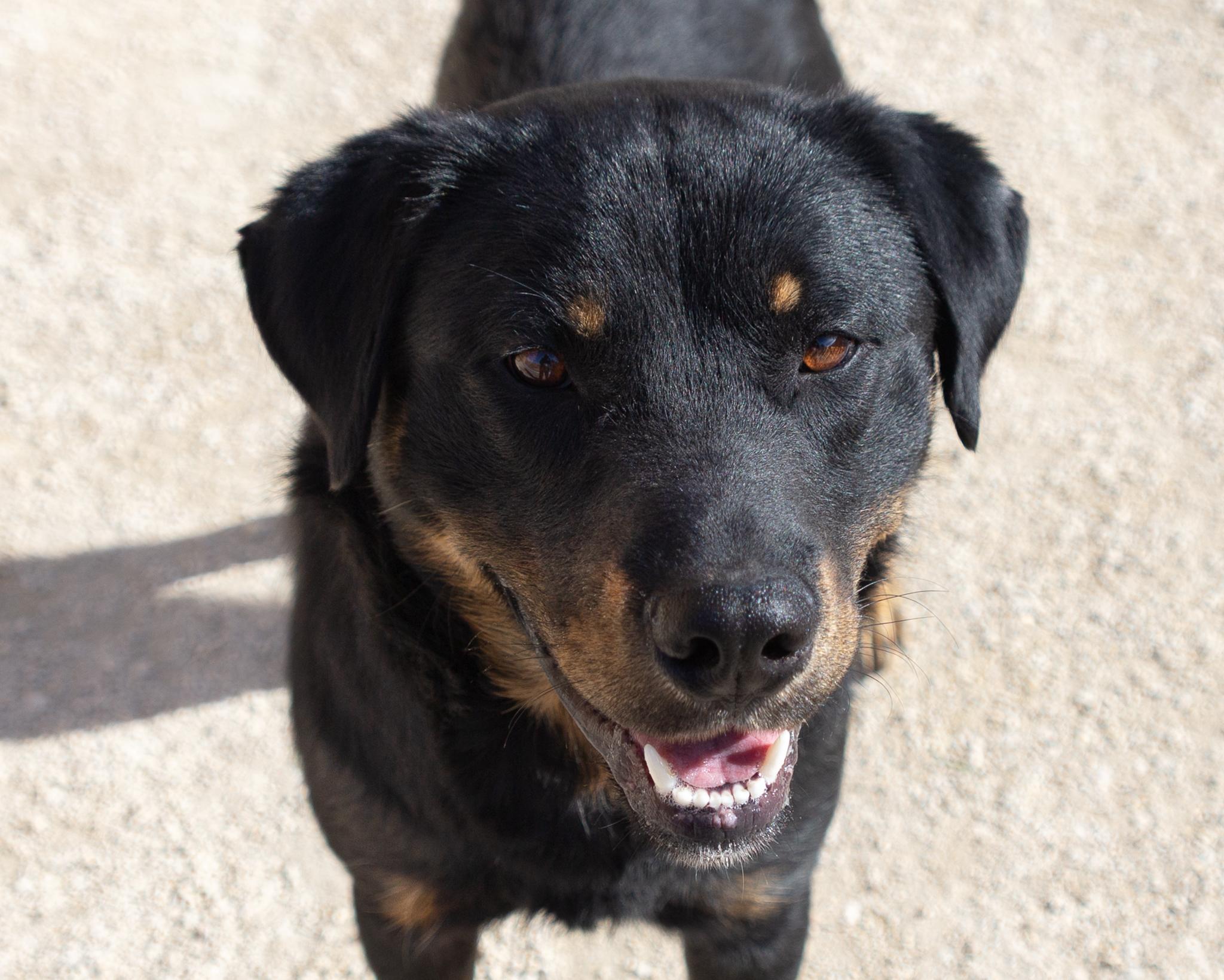 Heathcliff, an adoptable Rottweiler in Winnipeg, MB, R3E 3N8 | Photo Image 1