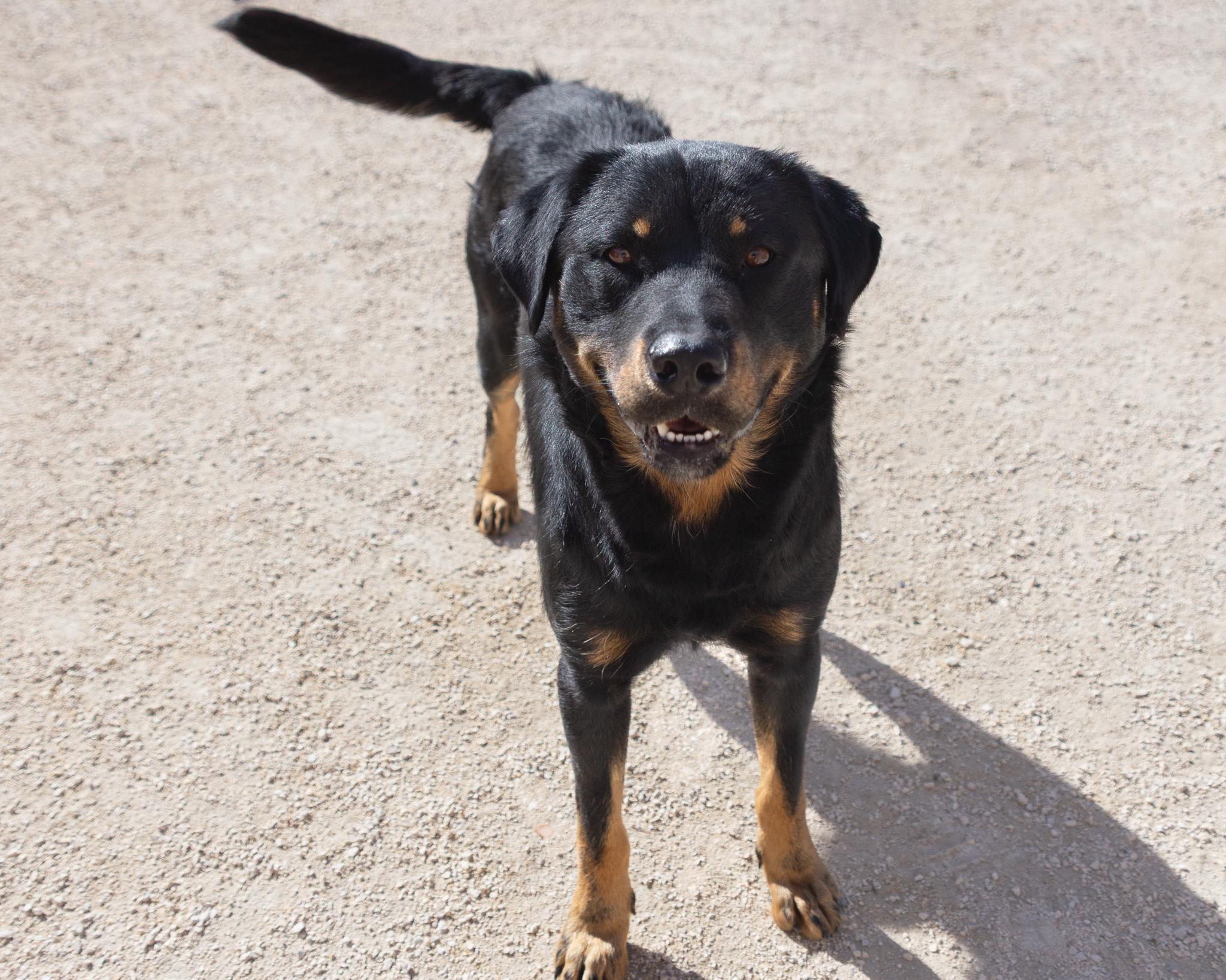 Heathcliff, an adoptable Rottweiler in Winnipeg, MB, R3E 3N8 | Photo Image 3