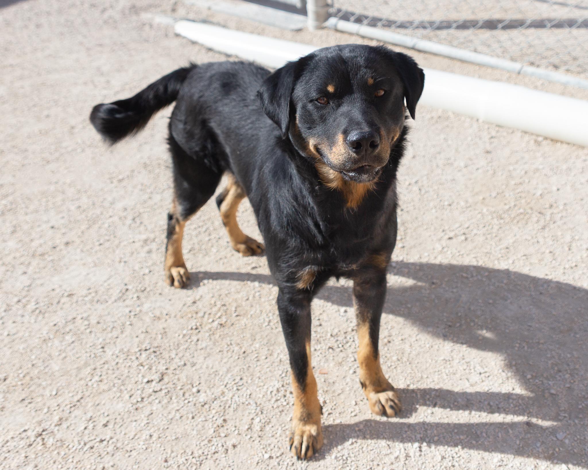 Heathcliff, an adoptable Rottweiler in Winnipeg, MB, R3E 3N8 | Photo Image 2