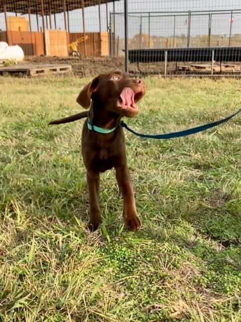 M&M, Adopted, Puppy Male Labrador Retriever.