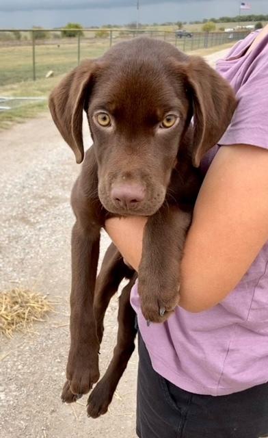 Enlarge M&M, a Adopted mixed breed in Sanger, TX image 2/6