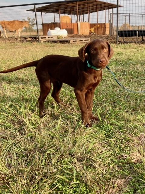 Enlarge M&M, a Adopted mixed breed in Sanger, TX image 3/6