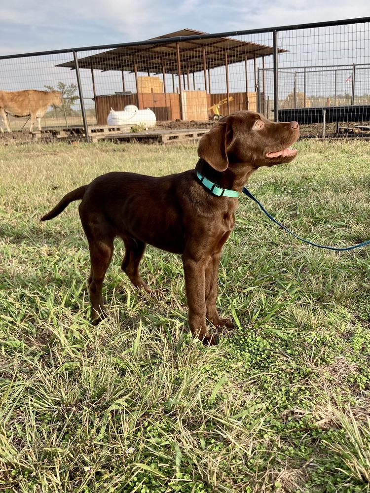 Enlarge M&M, a Adopted mixed breed in Sanger, TX image 4/6