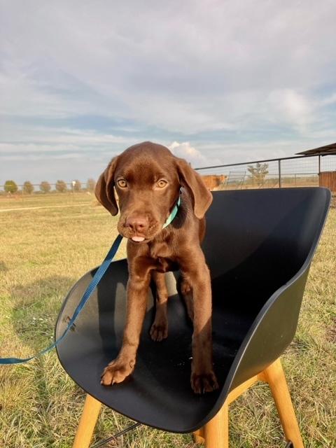 Enlarge M&M, a Adopted mixed breed in Sanger, TX image 5/6