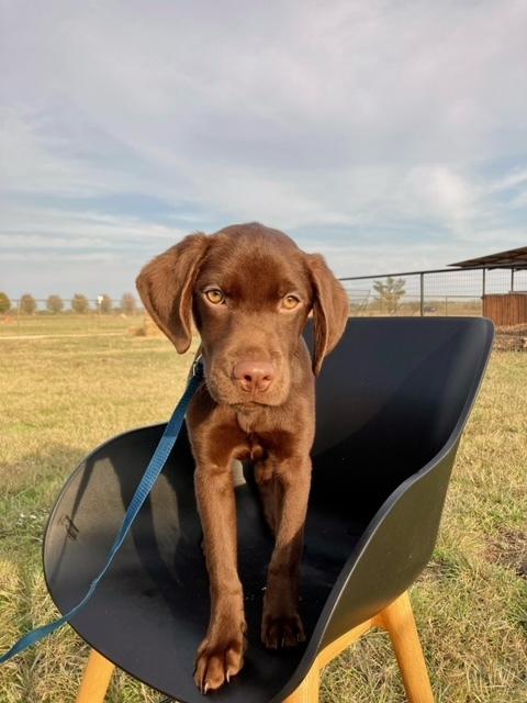 Enlarge M&M, a Adopted mixed breed in Sanger, TX image 6/6