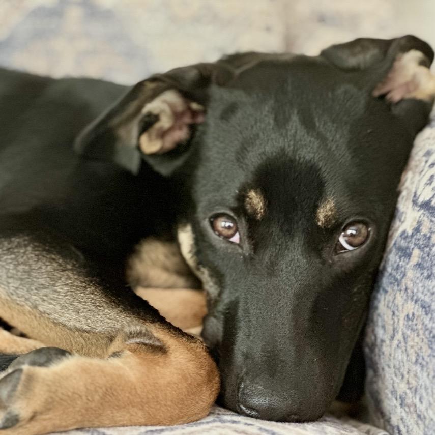 SOPHIE, a Adoptable mixed breed in Cordova, TN image 2/4