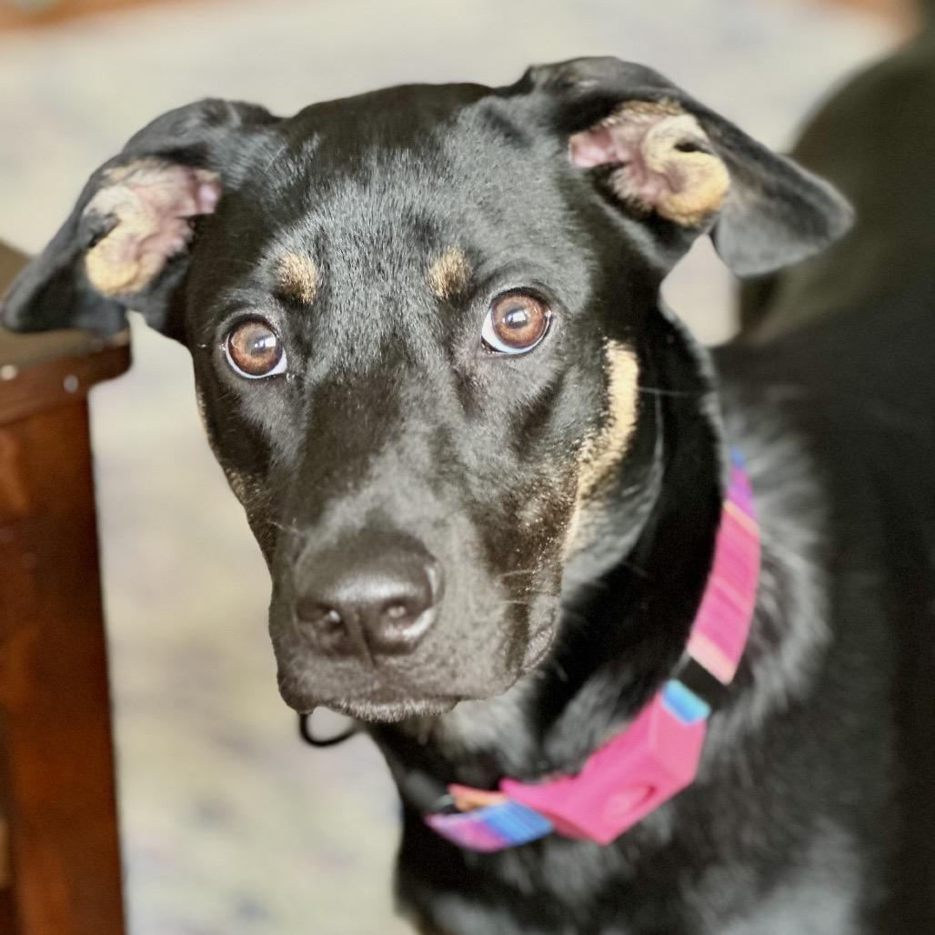 SOPHIE, a Adoptable mixed breed in Cordova, TN image 4/4