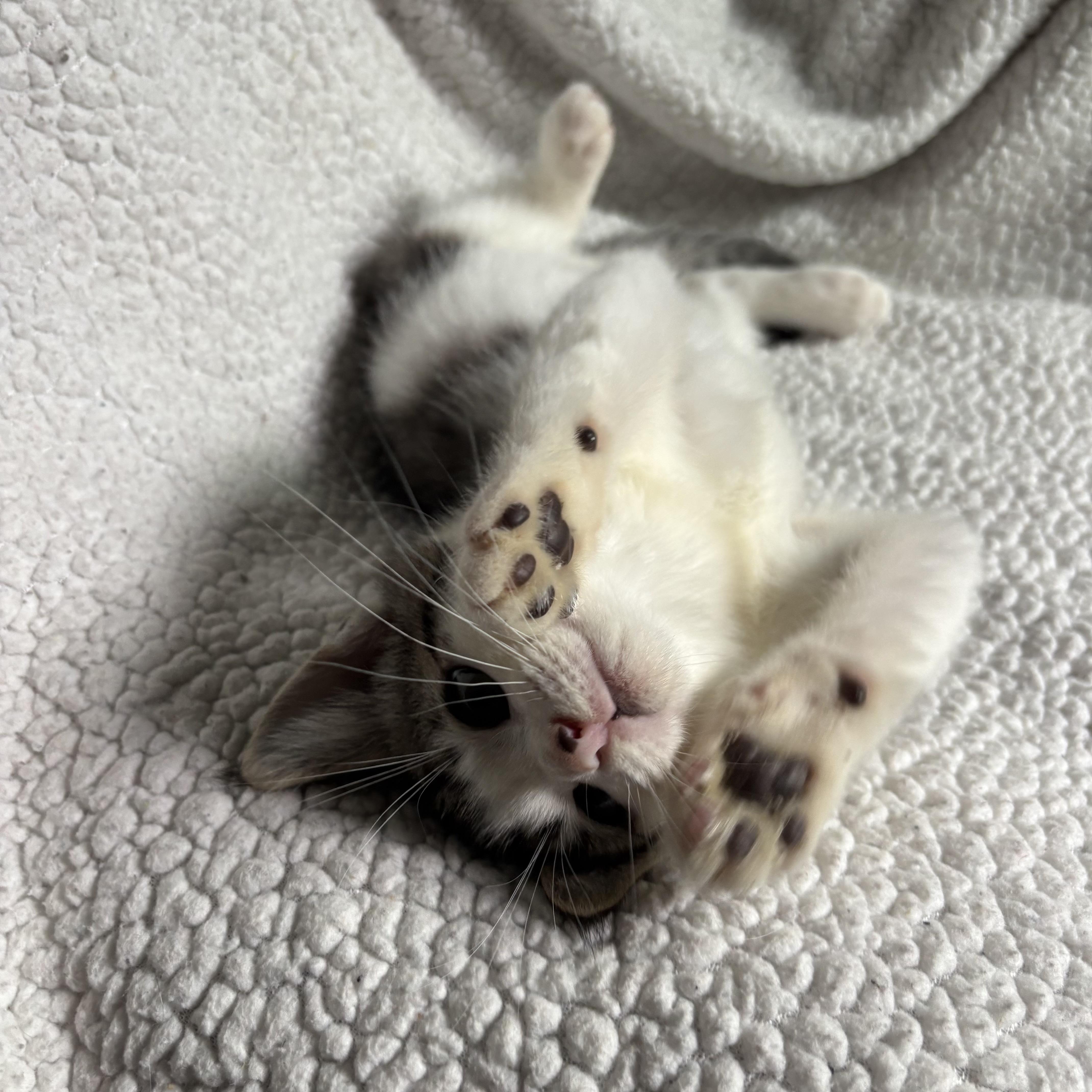 Johnny Bravo, a ADOPTABLE Domestic Short Hair in Monroe, WA image 6/6