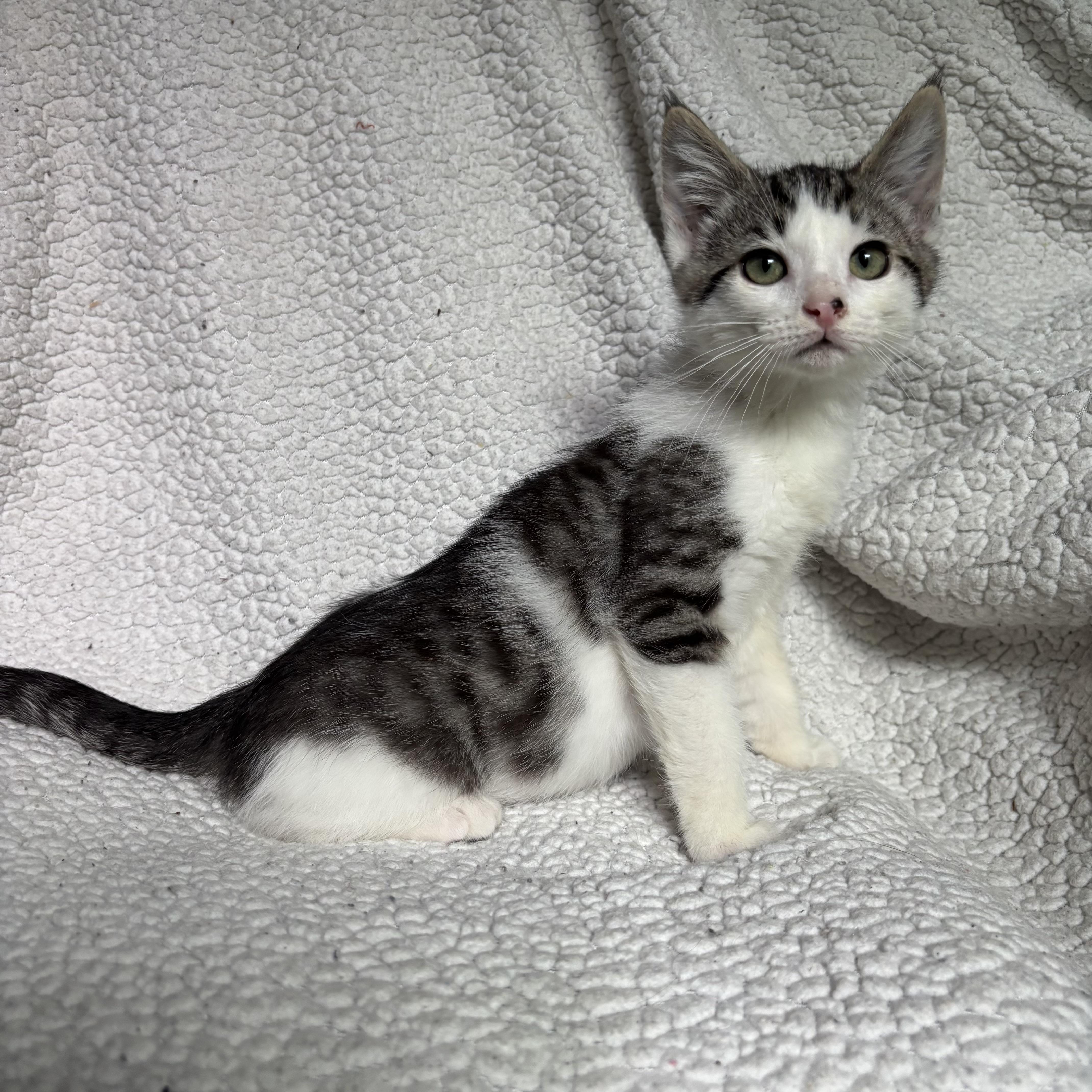 Johnny Bravo, a ADOPTABLE Domestic Short Hair in Monroe, WA image 1/6