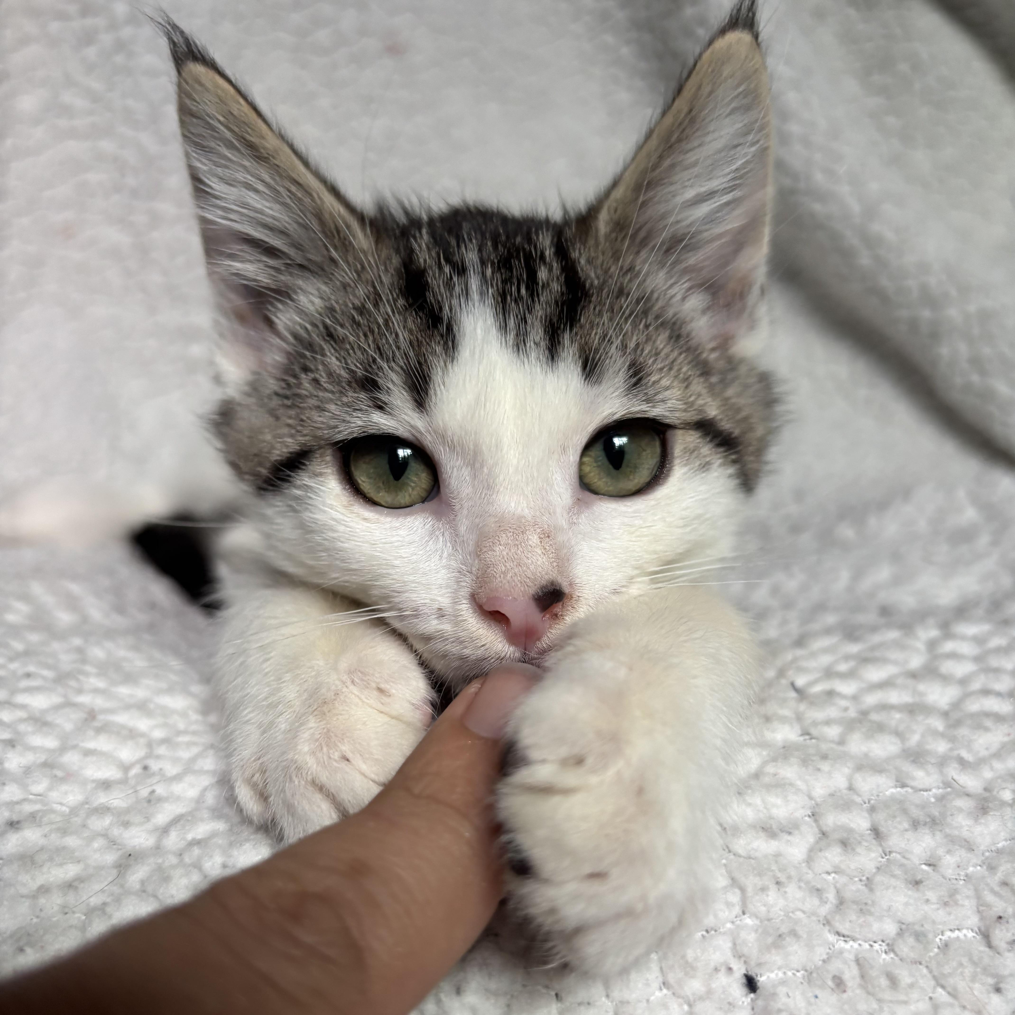 Johnny Bravo, a ADOPTABLE Domestic Short Hair in Monroe, WA image 2/6