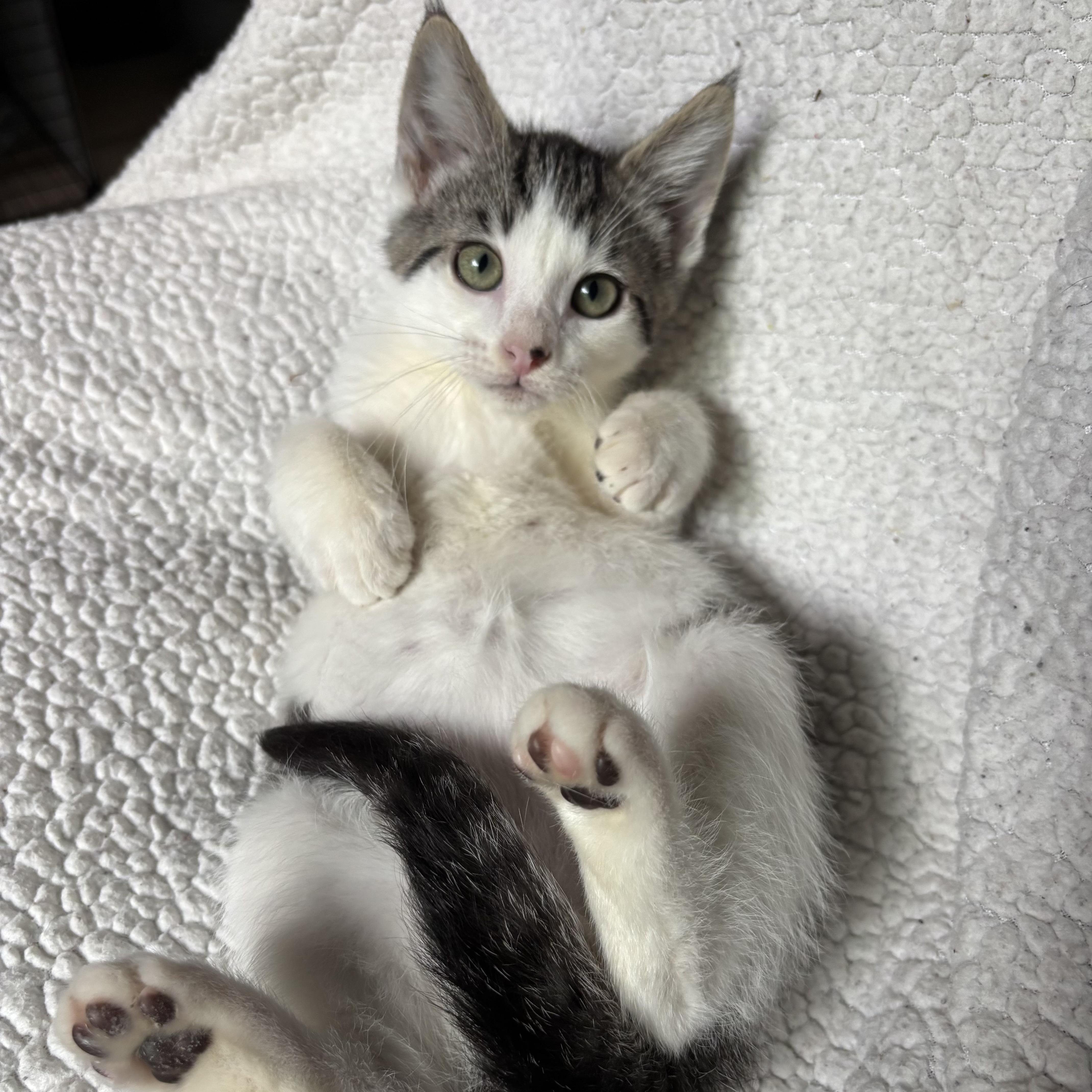 Johnny Bravo, a ADOPTABLE Domestic Short Hair in Monroe, WA image 3/6