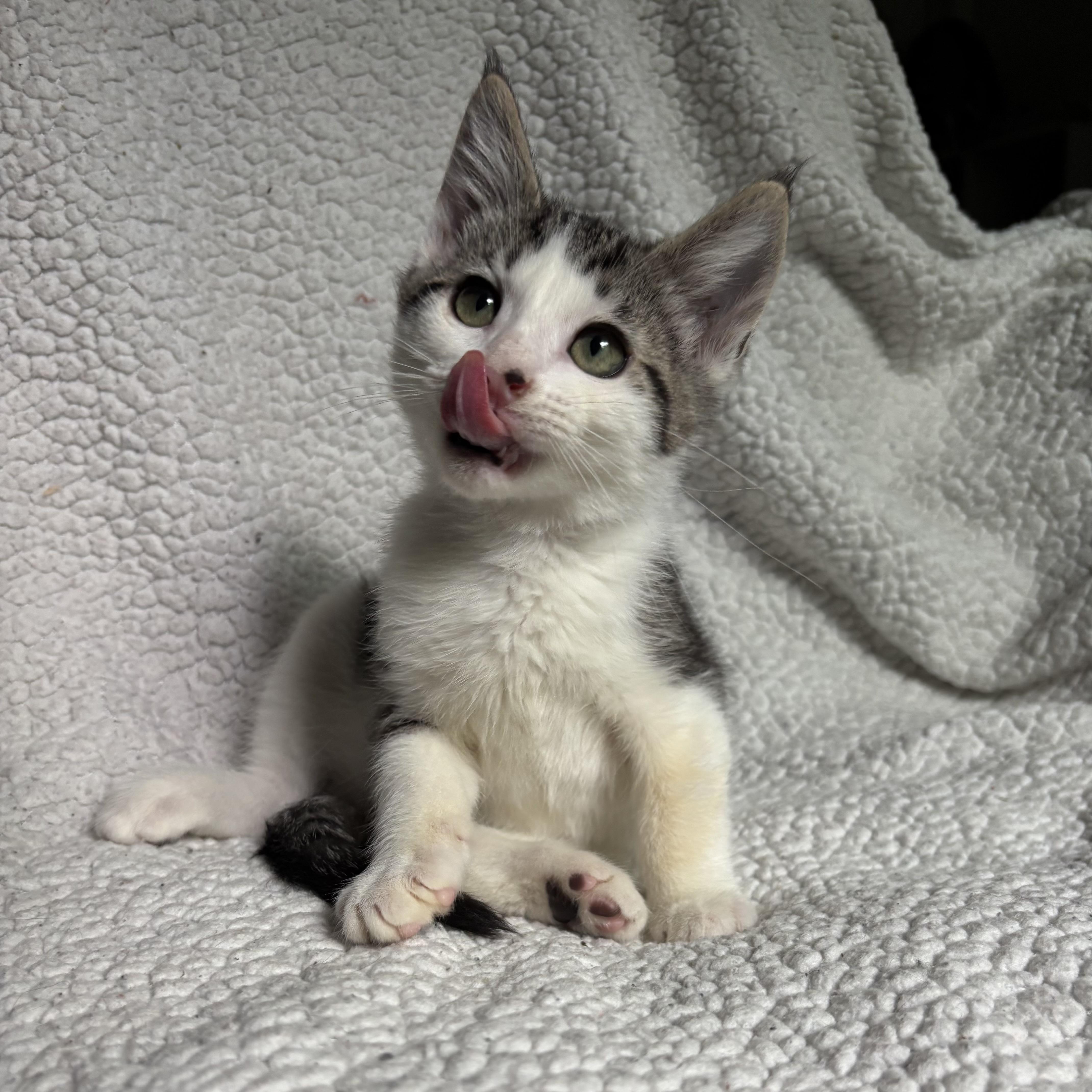 Johnny Bravo, a ADOPTABLE Domestic Short Hair in Monroe, WA image 5/6
