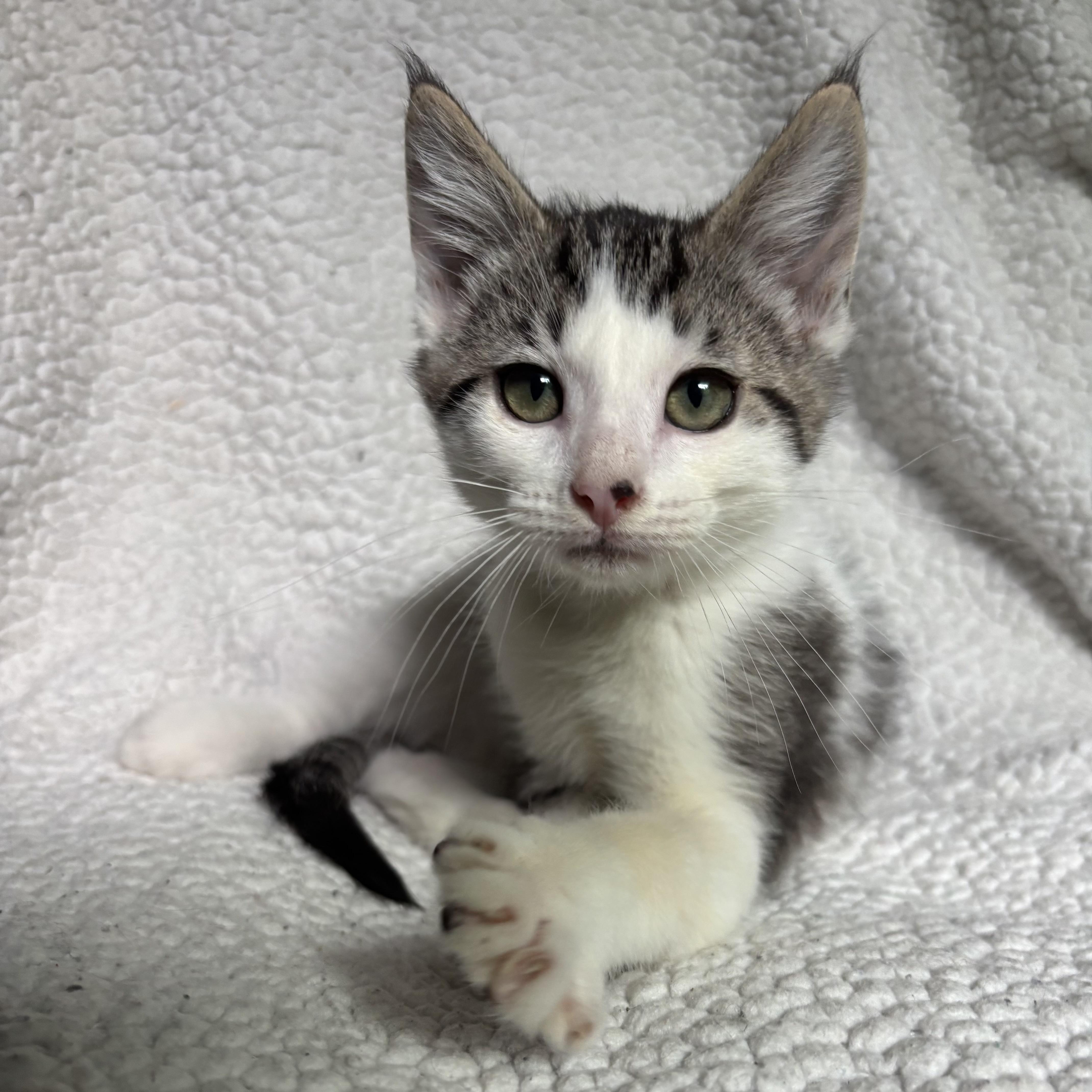 Johnny Bravo, a ADOPTABLE Domestic Short Hair in Monroe, WA image 4/6