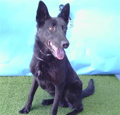 PRETZEL, Adoptable, Young Male German Shepherd Dog.