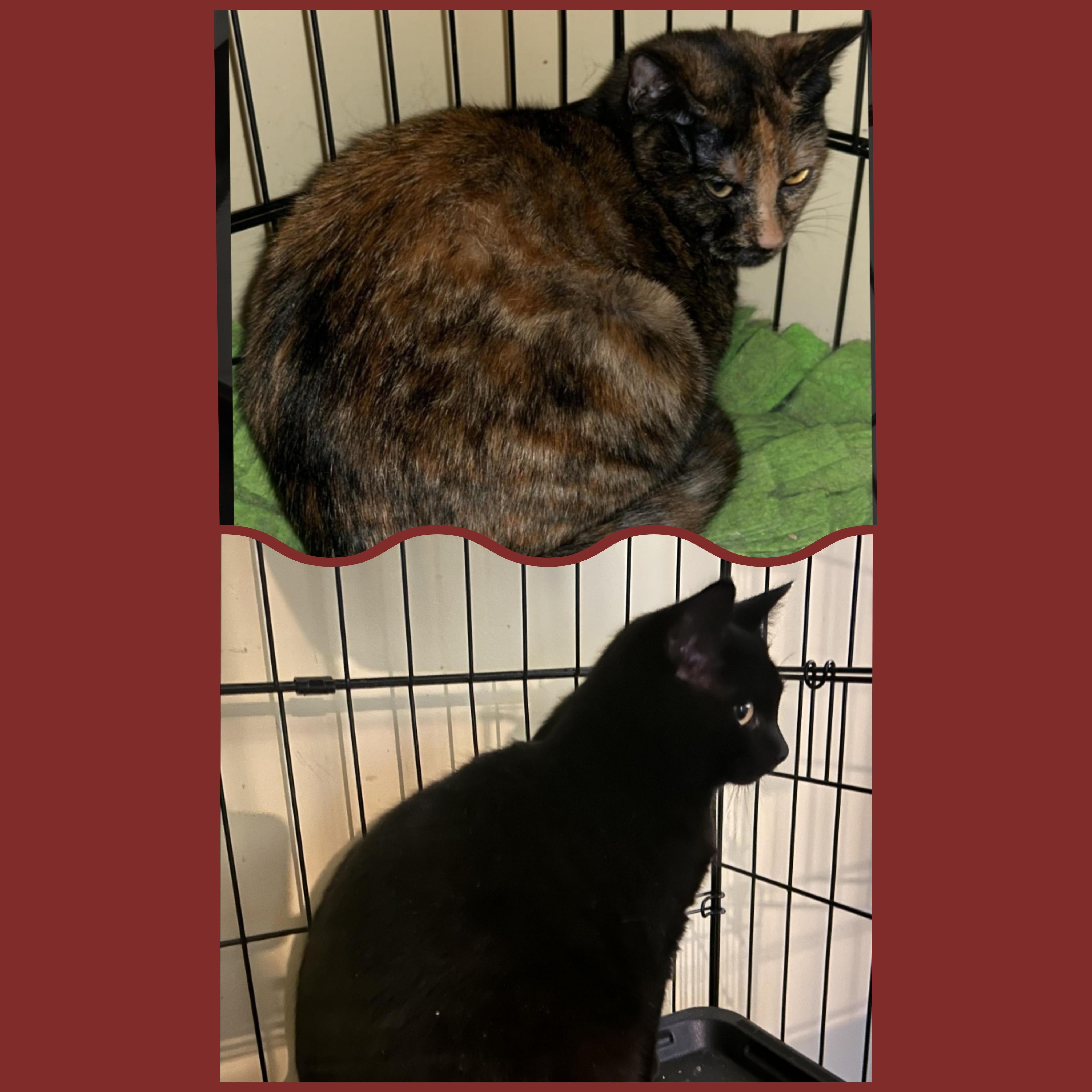 Enlarge PECAN & APPLE, a Adoptable Domestic Short Hair in Fort Kent, ME image 2/6