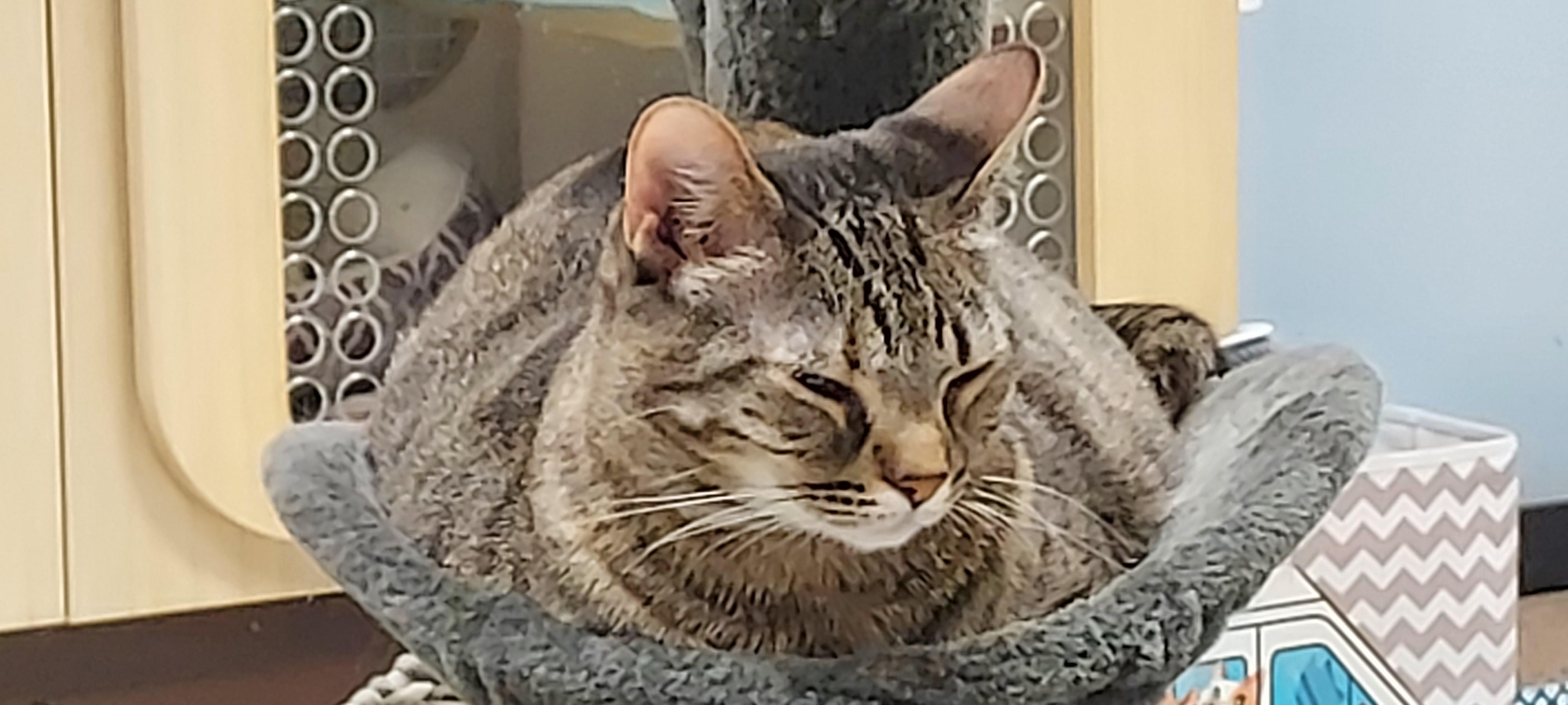 Enlarge Sweetie, a Adoptable Domestic Short Hair in Huntley, IL image 5/6