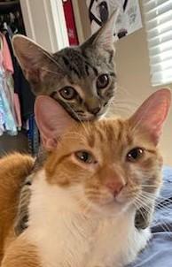 Enlarge Sweetie, a Adoptable Domestic Short Hair in Huntley, IL image 3/6