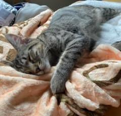 Enlarge Sweetie, a Adoptable Domestic Short Hair in Huntley, IL image 4/6