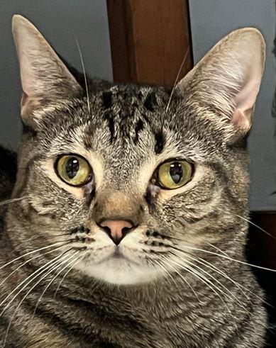 Sweetie, Adoptable, Adult Female Domestic Short Hair.