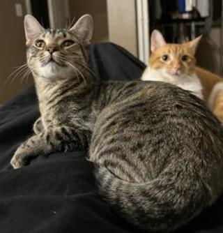 Enlarge Sweetie, a Adoptable Domestic Short Hair in Huntley, IL image 5/6