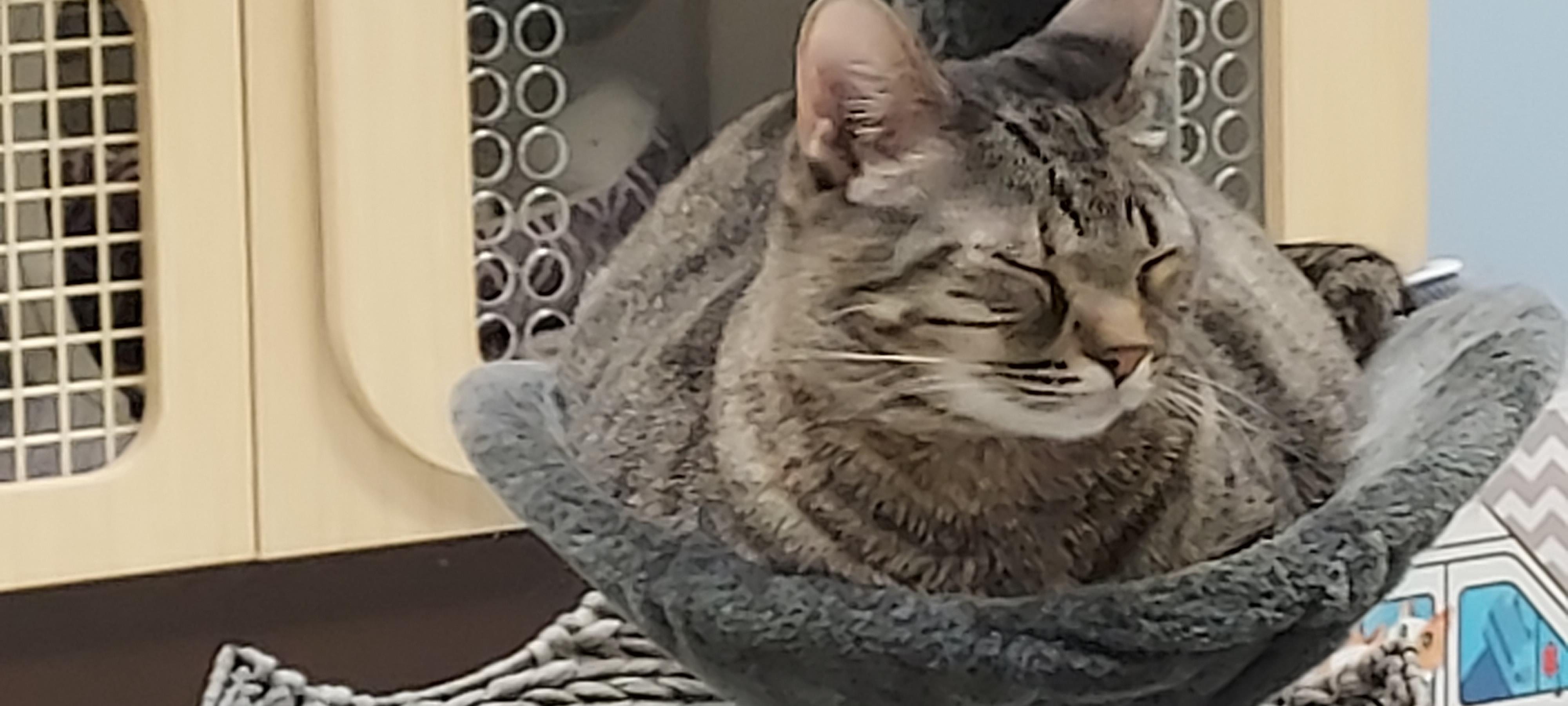 Enlarge Sweetie, a Adoptable Domestic Short Hair in Huntley, IL image 6/6