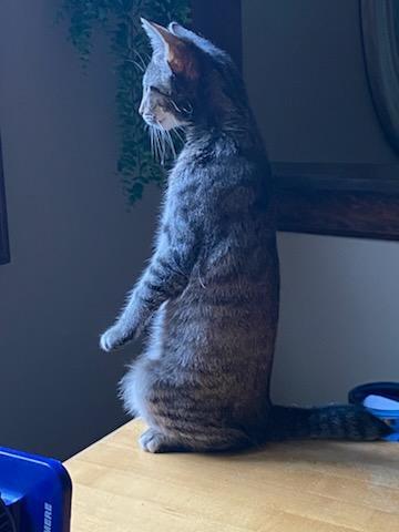 Enlarge Sweetie, a Adoptable Domestic Short Hair in Huntley, IL image 2/6