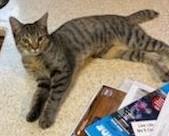 Enlarge Sweetie, a Adoptable Domestic Short Hair in Huntley, IL image 6/6