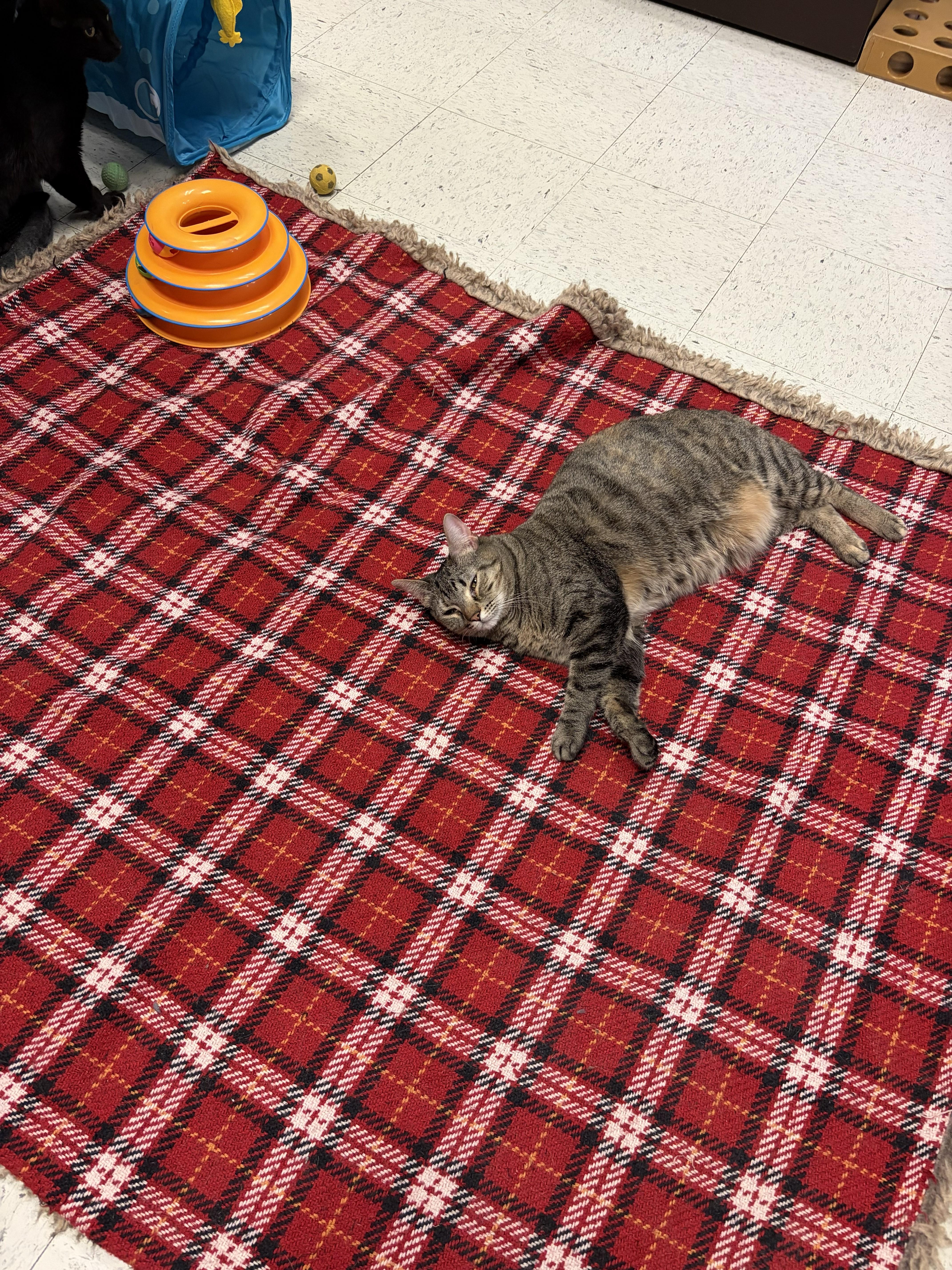 Enlarge Sweetie, a Adoptable Domestic Short Hair in Huntley, IL image 2/5