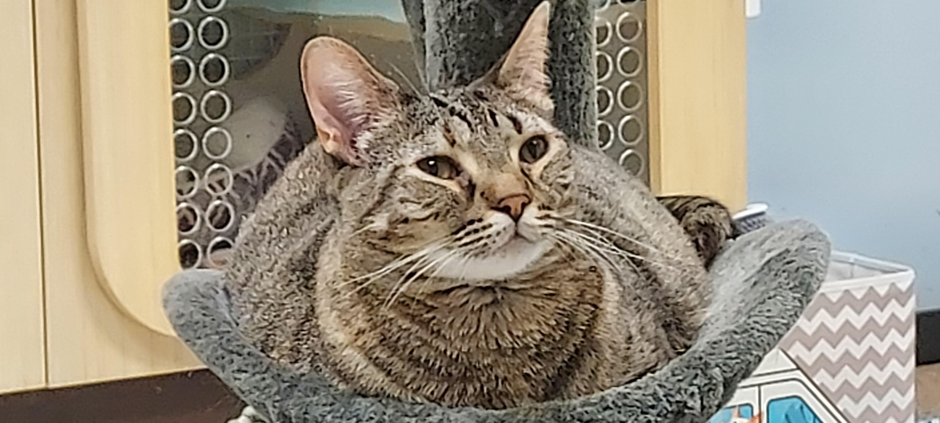 Sweetie, Adoptable, Adult Female Domestic Short Hair.